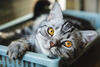 Gato com olhos amarelos deitado em uma caixa