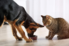 Cachorro comendo de uma tigela enquanto um gato observa ao lado