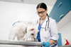 Profissional veterinário examinando cão branco em mesa clínica