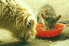 Cachorro e gato comendo juntos de uma tigela vermelha ao ar livre
