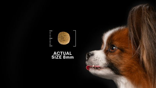 Dog and Kibble 