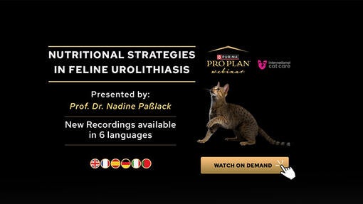 Estratégias Nutricionais na Urolitíase Felina