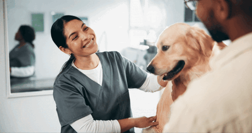 Pessoa em clínica veterinária acaricia um golden retriever durante consulta