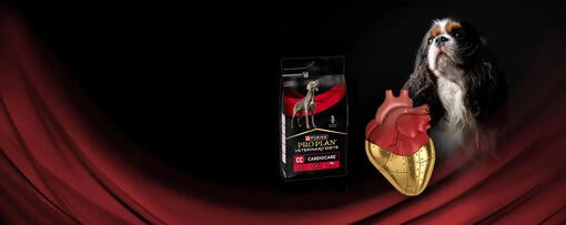 Cardiocare banner