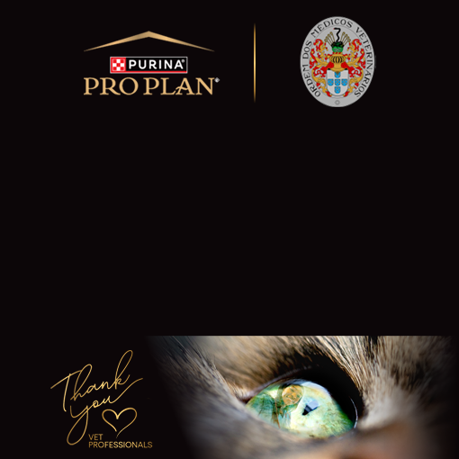 Olho de gato com o reflexo de uma profissional veterinária.
