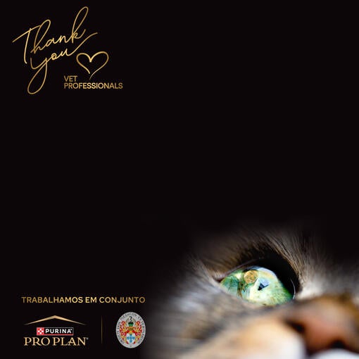 Homenagem aos profissionais veterinários.
