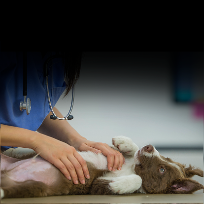 Veterinário examinando um cão.