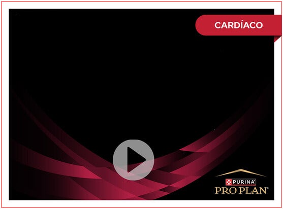 Simpósio Purina 2020 - Dr. Johnny Li - Masterclass